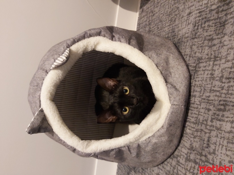 Tekir Kedi, Kedi  Çiko fotoğrafı