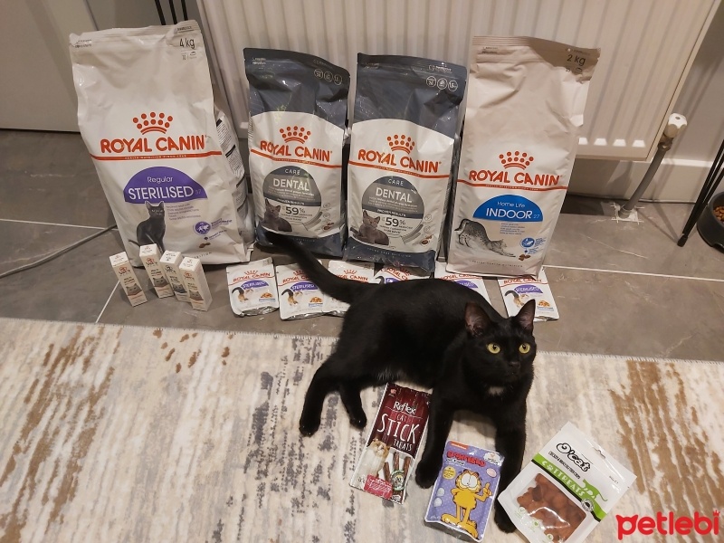 Tekir Kedi, Kedi  Çiko fotoğrafı
