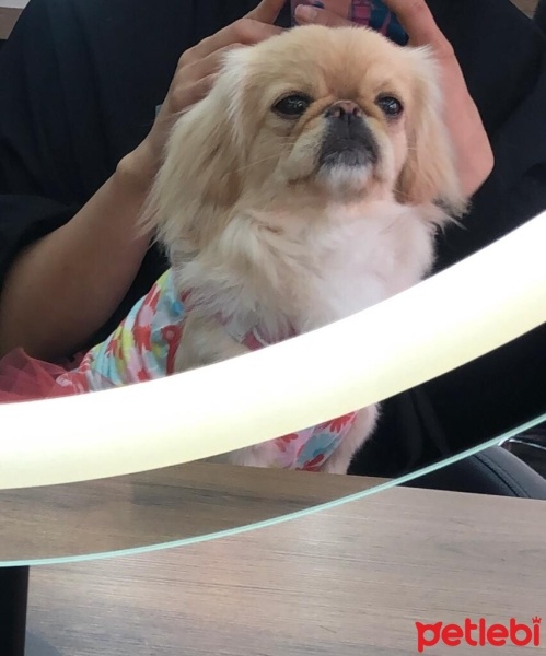 Pekingese, Köpek  Mara fotoğrafı