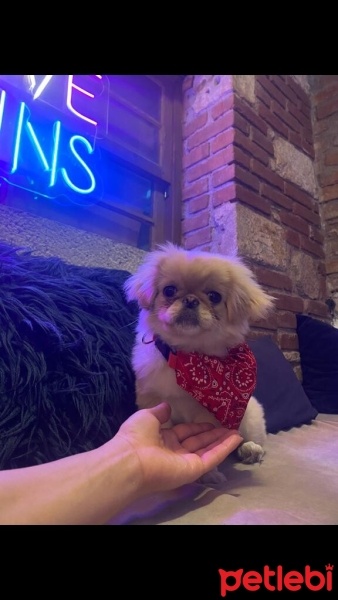 Pekingese, Köpek  Mara fotoğrafı