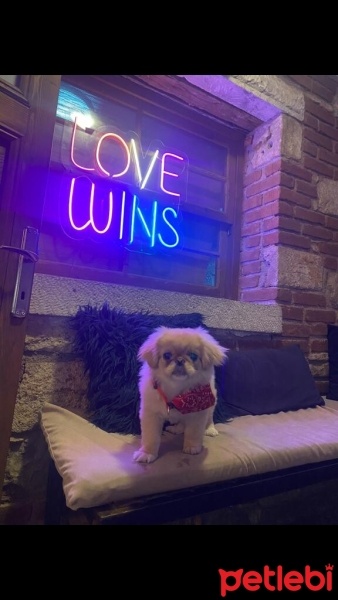 Pekingese, Köpek  Mara fotoğrafı