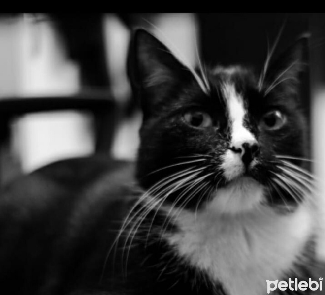 Tuxedo (Smokin) Kedi, Kedi  Kızım fotoğrafı