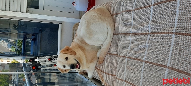 Golden Retriever, Köpek  Max fotoğrafı