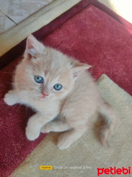 British Shorthair, Kedi  Bal fotoğrafı