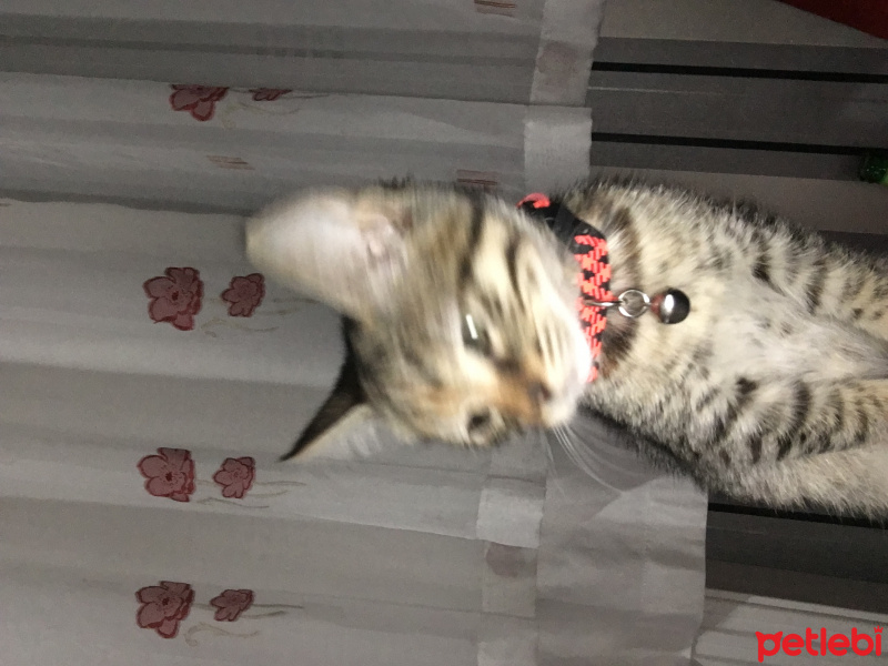 Tekir Kedi, Kedi  Boncuk fotoğrafı