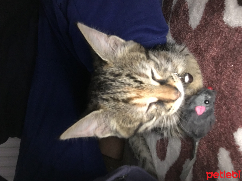 Tekir Kedi, Kedi  Boncuk fotoğrafı