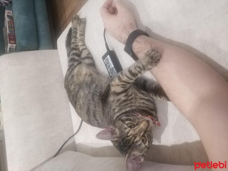 Tekir Kedi, Kedi  Prenses Mia fotoğrafı