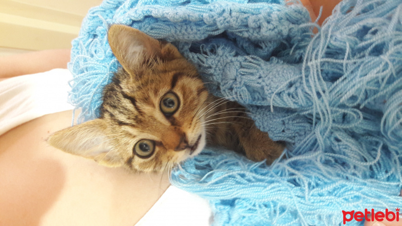 Tekir Kedi, Kedi  Kurabiye  fotoğrafı
