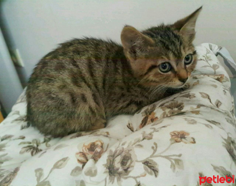 Tekir Kedi, Kedi  Kurabiye  fotoğrafı
