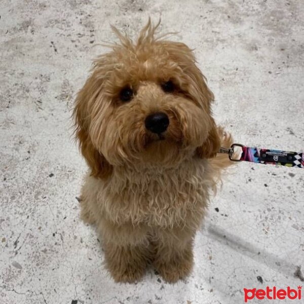 Poodle (Minyatür Kaniş), Köpek  Waffle fotoğrafı