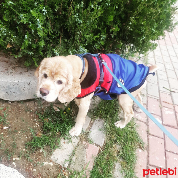 Amerikan Cocker Spaniel, Köpek  lucky fotoğrafı