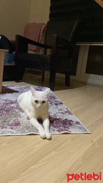 Van Kedisi, Kedi  Minnoş fotoğrafı