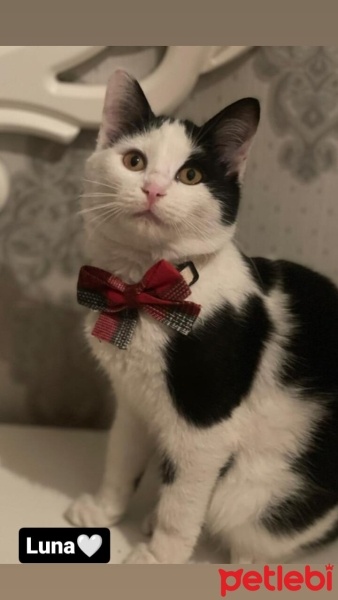 Tekir Kedi, Kedi  Luna fotoğrafı