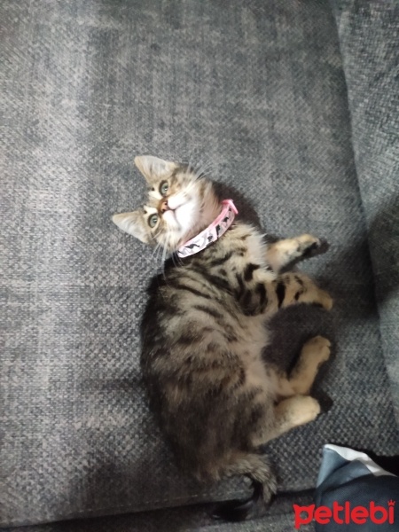 Tekir Kedi, Kedi  Prenses fotoğrafı