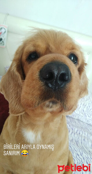 İngiliz Cocker Spaniel, Köpek  Hera fotoğrafı