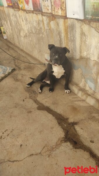 Amerikan Staffordshire Terrier, Köpek  Barut (acıl yuva aranıyor) fotoğrafı