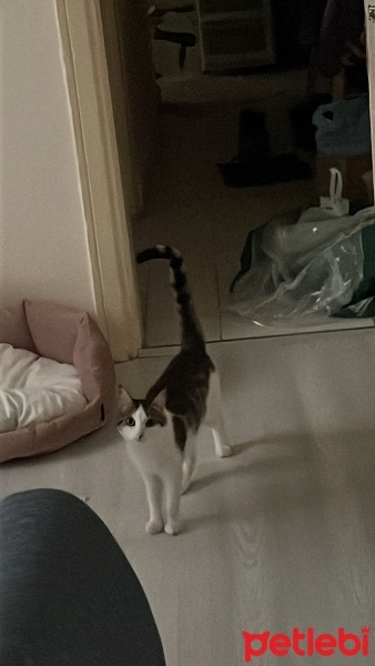 Tekir Kedi, Kedi  luna fotoğrafı