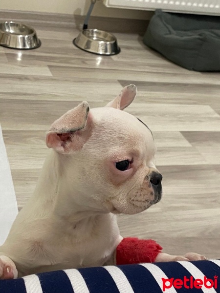 Fransız Bulldog, Köpek  Misha fotoğrafı
