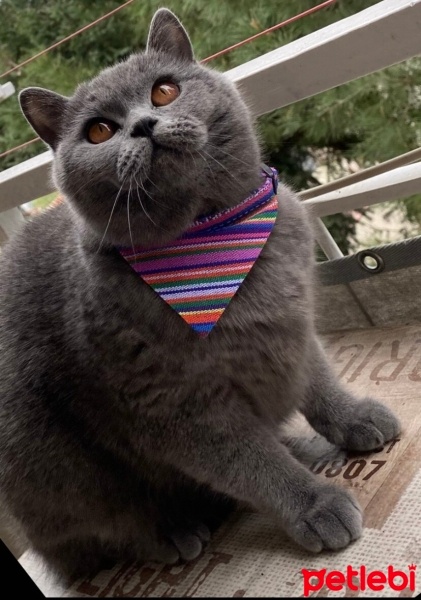 British Shorthair, Kedi  Luna fotoğrafı
