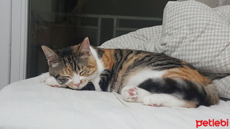 Tekir Kedi, Kedi  Gümüş fotoğrafı