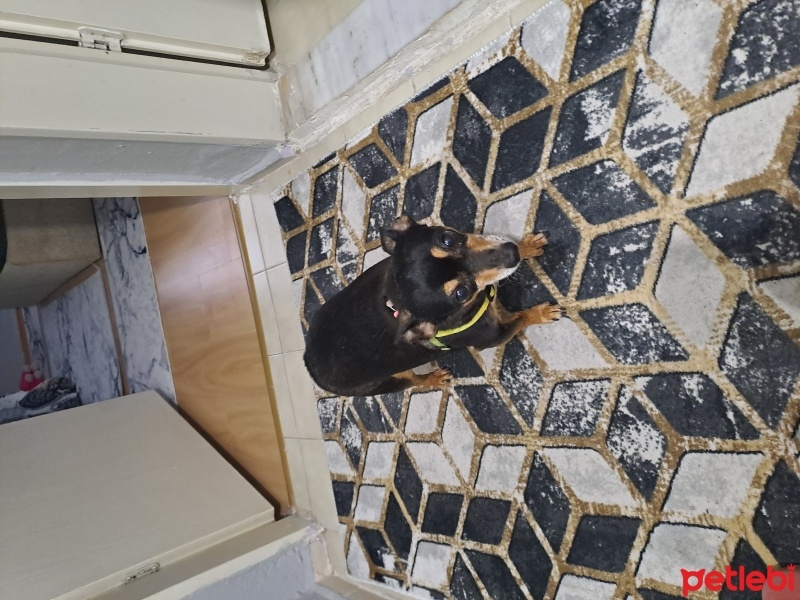 Minyatür Pinscher, Köpek  Bady fotoğrafı