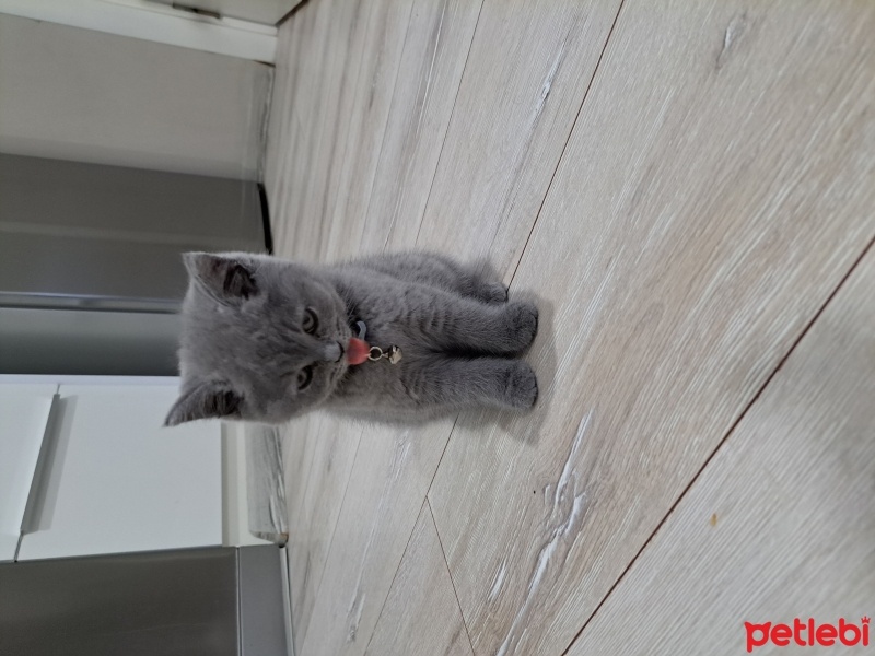 British Shorthair, Kedi  Mia fotoğrafı