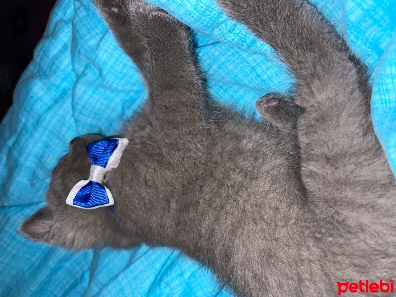 British Shorthair, Kedi  duman fotoğrafı