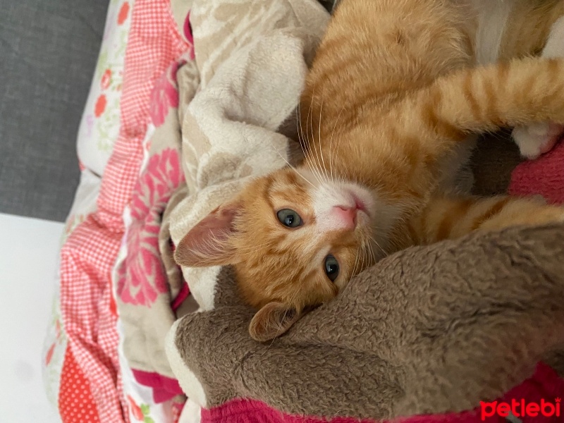 Sarman, Kedi  Boni fotoğrafı