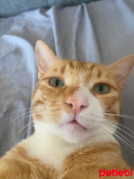 Sarman, Kedi  Boni fotoğrafı