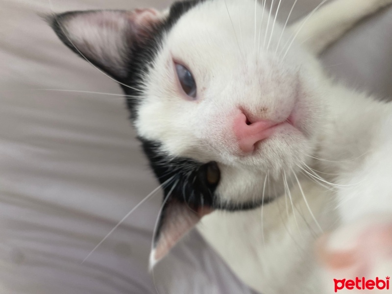 Tekir Kedi, Kedi  Odin fotoğrafı