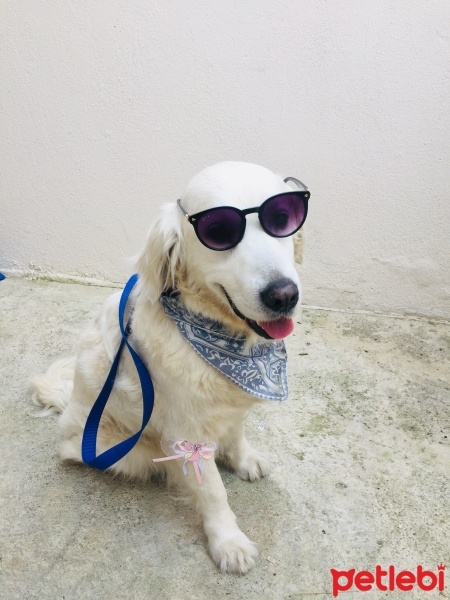 Golden Retriever, Köpek  Köpük fotoğrafı