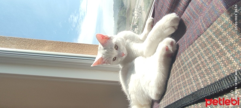 Scottish Fold, Kedi  Paşa fotoğrafı