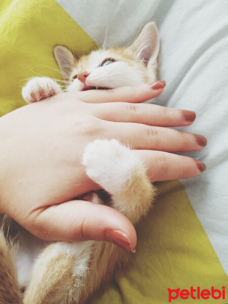 Tekir Kedi, Kedi  Hürrem  fotoğrafı