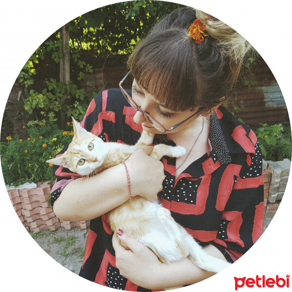 Tekir Kedi, Kedi  Hürrem  fotoğrafı