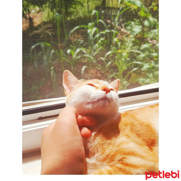 Tekir Kedi, Kedi  Hürrem  fotoğrafı