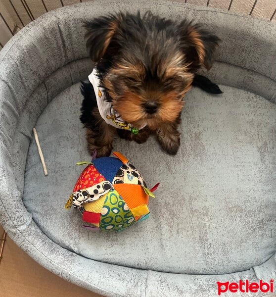 Yorkshire Terrier, Köpek  Mila fotoğrafı