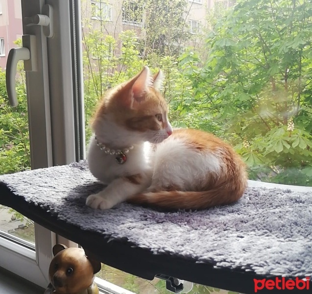 Tekir Kedi, Kedi  Balım fotoğrafı