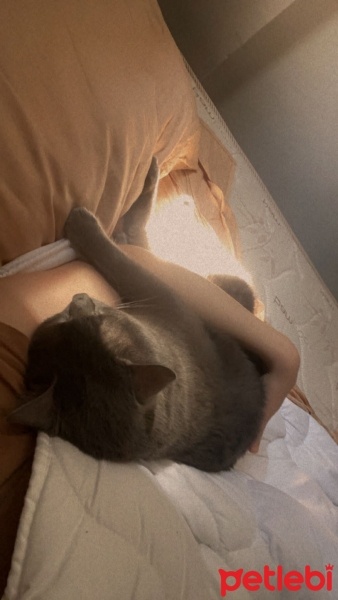 British Shorthair, Kedi  Chivas fotoğrafı