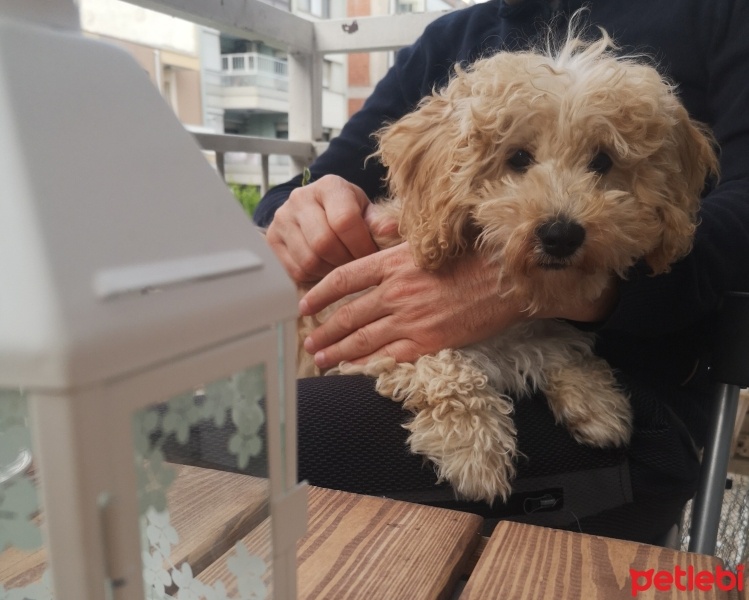 Maltese, Köpek  LEO fotoğrafı