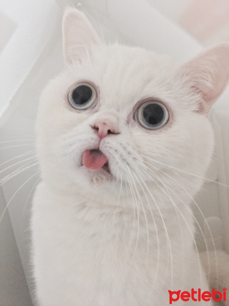 İran Kedisi (Persian), Kedi  Pamuk fotoğrafı
