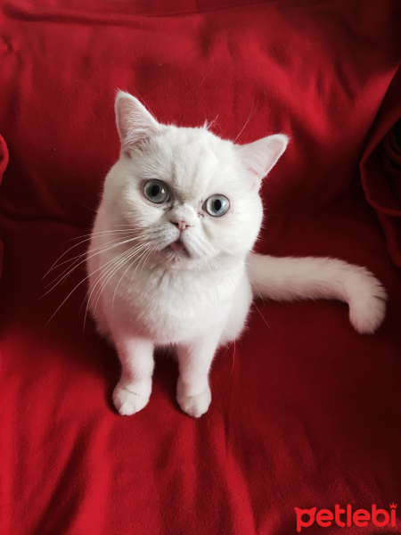 İran Kedisi (Persian), Kedi  Pamuk fotoğrafı
