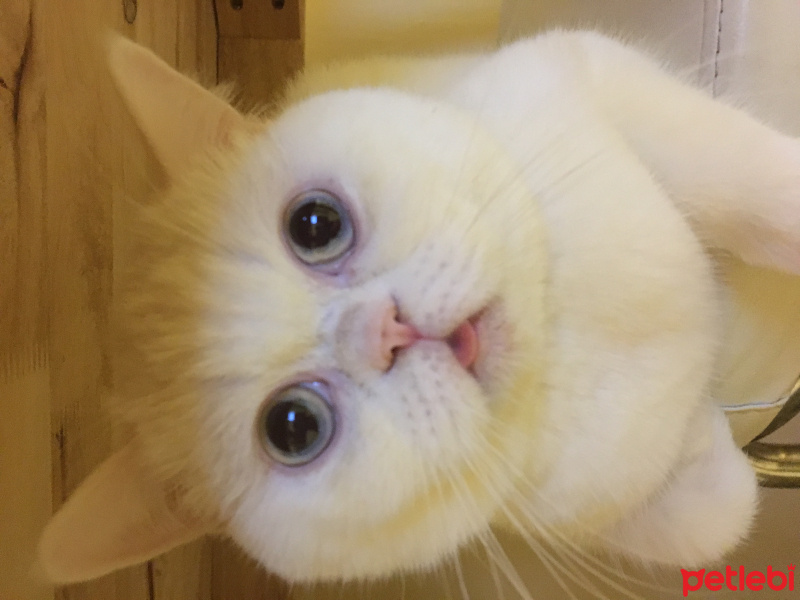 İran Kedisi (Persian), Kedi  Pamuk fotoğrafı
