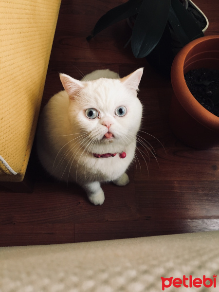 İran Kedisi (Persian), Kedi  Pamuk fotoğrafı