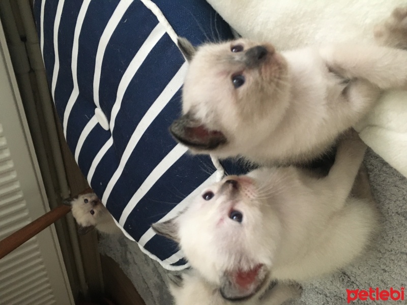 Siyam Kedisi, Kedi  maviş fotoğrafı