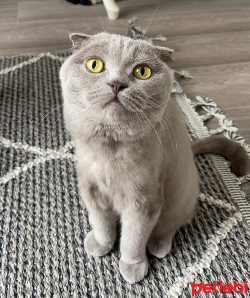 Scottish Fold, Kedi  Luna fotoğrafı