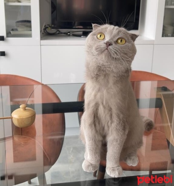 Scottish Fold, Kedi  Luna fotoğrafı