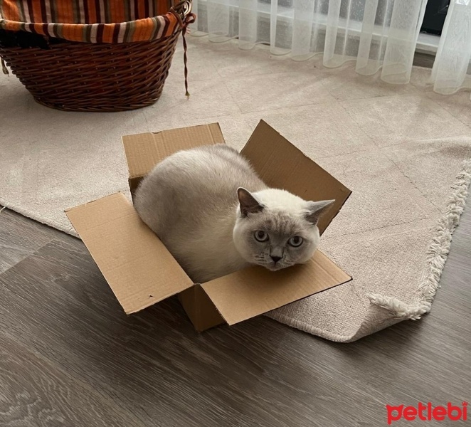 British Shorthair, Kedi  Winnie fotoğrafı