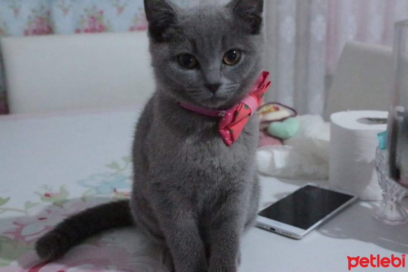 British Shorthair, Kedi  Ponçik fotoğrafı