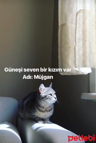 Tekir Kedi, Kedi  Müjgan fotoğrafı