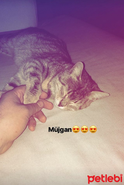 Tekir Kedi, Kedi  Müjgan fotoğrafı